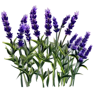 Lavender Plant Silhouette Png 43 PNG Image