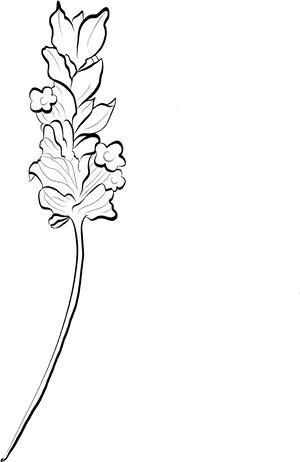 Lavender Sketch Artwork PNG image with transparent background