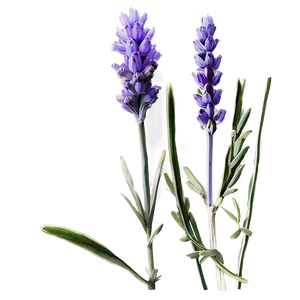 Lavender Stem Png 06132024 PNG Image