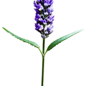 Lavender Stem Png Olj PNG Image