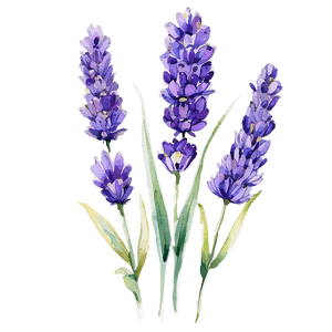 Lavender Watercolor Art PNG 51 PNG image with transparent background