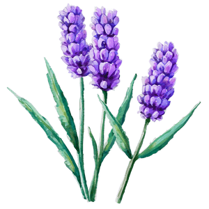 Lavender Watercolor Art PNG cfp PNG image with transparent background