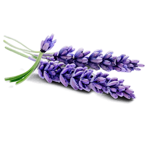 Lavender Watercolor Art PNG fat79 PNG image with transparent background