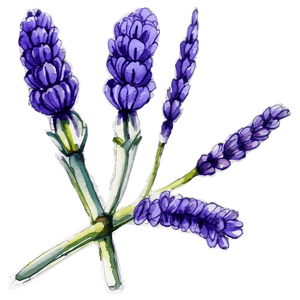 Lavender Watercolor Art PNG wia56 PNG image with transparent background