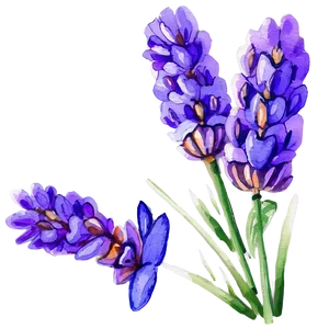 Lavender Watercolor Picture Png Kbm PNG Image