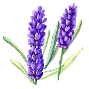 Lavender Watercolor Picture Png Mqd PNG Image