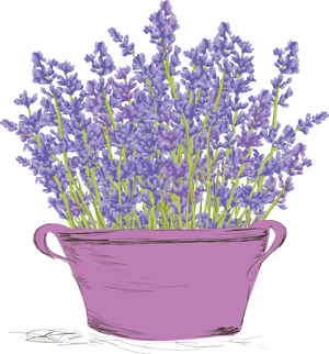 Lavenderin Pink Basin PNG image with transparent background