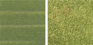 Lawn Grass Textures Comparison PNG Image