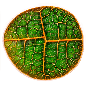 Leaf Cells Texture PNG 06122024 PNG with transparent background