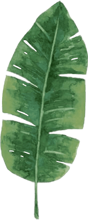 #leaf #leafs #flowers #flower - Hojas De Costilla De Adan, HD Png Download PNG image with transparent background