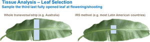 Leaf Tissue Analysis, HD Png Download PNG image with transparent background