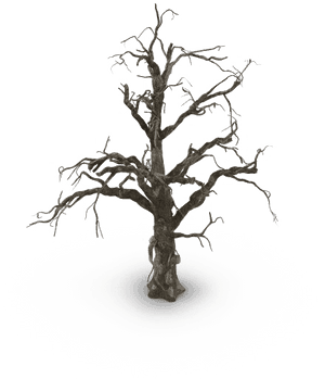 Spooky Tree Png Pic - Beech, Transparent Png PNG image with transparent background