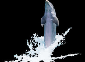 Leaping Dolphin Black Background.jpg PNG image with transparent background