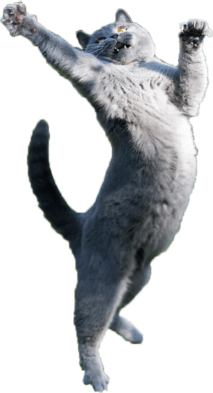 Clip Art Just Some Fabulous Cats - Cat Jumping Transparent Background, HD Png Download PNG image with transparent background