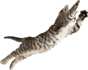 #cat #jumping #pussycat - Cat Jumping, HD Png Download PNG image with transparent background