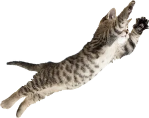 Leaping Tabby Cat PNG Image