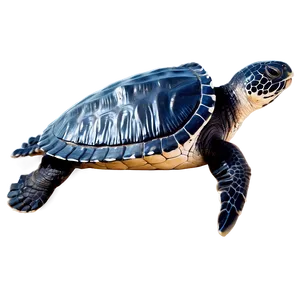 Leatherback Sea Turtle C PNG Image