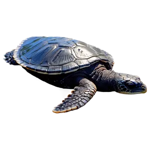 Leatherback Sea Turtle Hatchling Png Jkt PNG Image