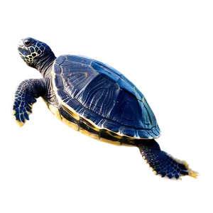 Leatherback Sea Turtle Png Vny PNG Image