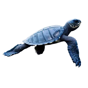 Leatherback Turtle Conservation Graphic Png 06292024 PNG Image