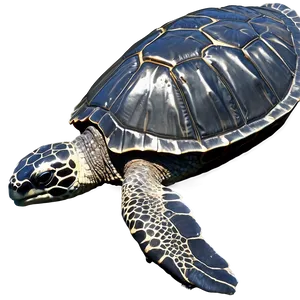 Leatherback Turtle Ocean Journey Png Wgf13 PNG Image