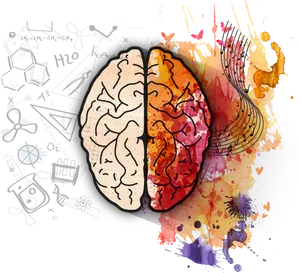 Left Brain Right Brain Creativity PNG Image