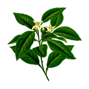 Lemon Blossomand Leaves PNG Image