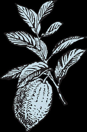 Lemon Branch Illustration PNG image with transparent background