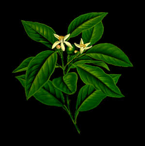 Lemon Tree Blossomsand Leaves PNG image with transparent background