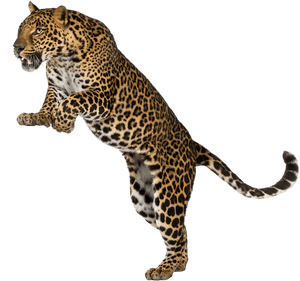 Leopard Cheetah Felidae Wall Decal, HD Png Download PNG image with transparent background