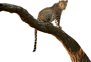#leopard #cutout #tree #branch ✏ #jungle #overlay #jumminbs - African Leopard, HD Png Download PNG image with transparent background