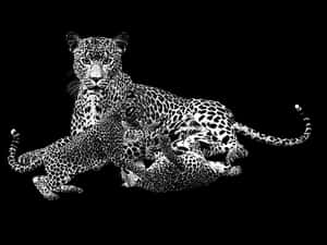 Leopard Duo Black Background PNG image with transparent background
