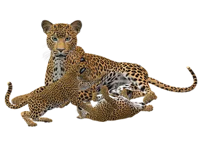 Leopard Family Playtime PNG Image