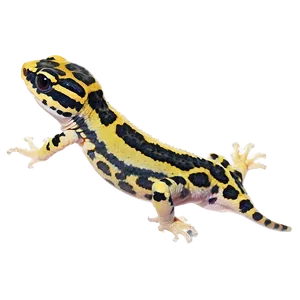 Leopard Gecko In The Dark Png Cil PNG Image