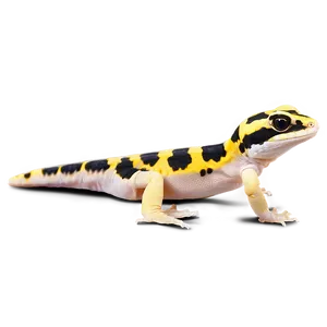 Leopard Gecko In Water Png 33 PNG Image