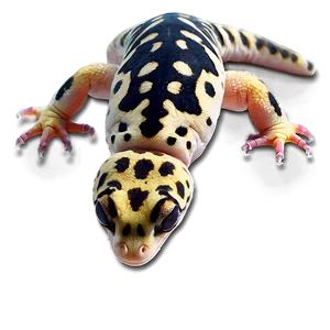 Leopard Gecko Png Jfd PNG Image