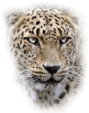 Leopard Png Free Download - Leopard Head Png, Transparent Png PNG image with transparent background