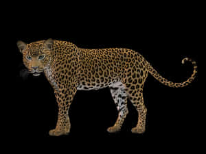 Leopard Profile Black Background PNG image with transparent background