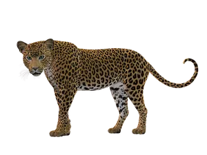 Leopard Profile Black Background PNG Image