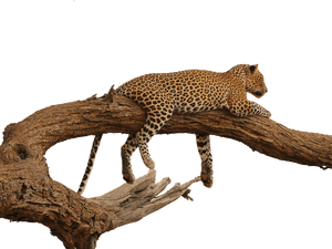 Leopard Restingon Tree Branch PNG image with transparent background
