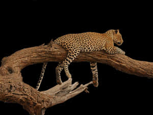 Leopardon Tree Branch PNG image with transparent background