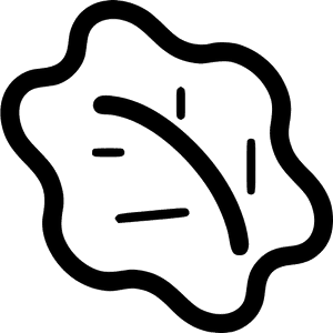 Lettuce - Lettuce Clipart Black And White, HD Png Download PNG image with transparent background