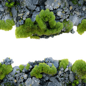 Lichen Landscape PNG 06242024 PNG