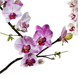 Life's Emergent Beauty PNG 51 PNG image with transparent background