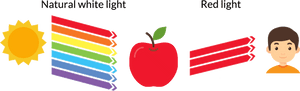 Visible Light And Apple, HD Png Download PNG image with transparent background