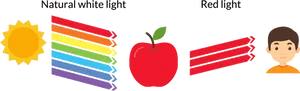 Light Spectrum Comparison Illustration PNG Image