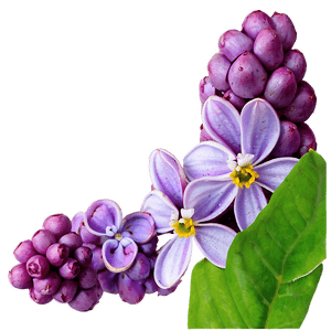 Lilac Art PNG ccp PNG with transparent background