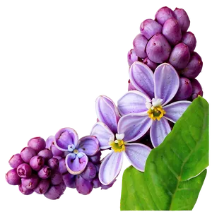 Lilac Art Png Ccp PNG Image