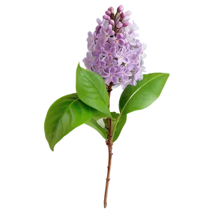 Lilac Bloom Png Jcq1 PNG Image