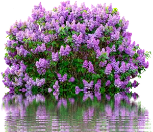 Lilac Bush Reflections PNG Image